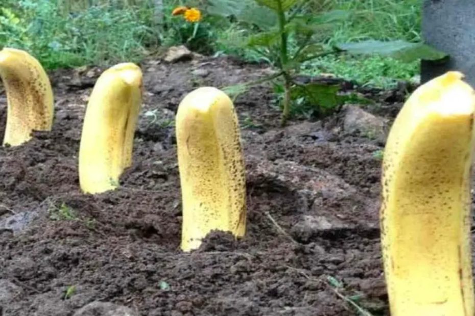 Plante 4 bananas em seu jardim, você realmente não espera o que acontecerá a seguir