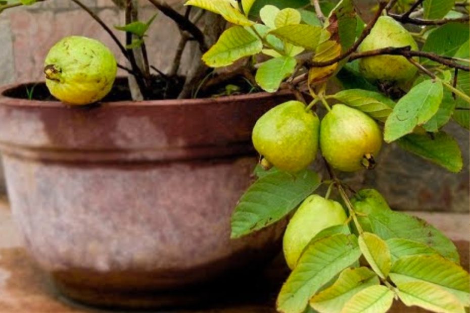 Tem visita que acha feia minhas plantas, mas quando tem goiaba todos querem